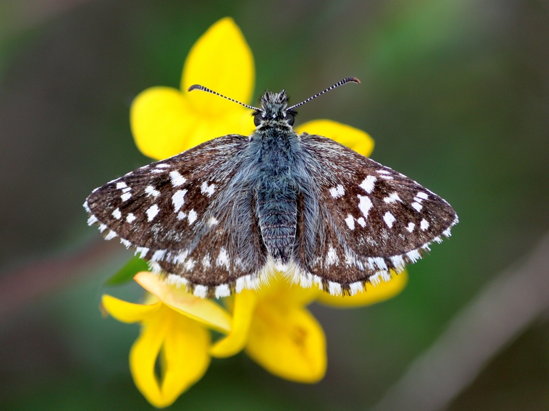 Pyrgus malvoides? S